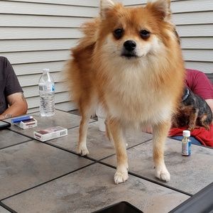 Meet your Posher, Billie